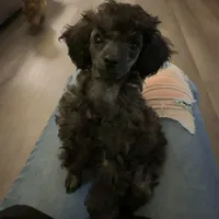 AKC clear Blossom, a female Poodle - Toy  for sale in Bloomington, IL – Photo 1 of 2