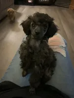 Blossom, a female Poodle - Toy  for sale in Bloomington, IL – Photo 1 of 2