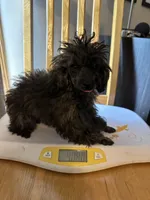 AKC  Blossom, a female Poodle - Toy  for sale in Bloomington, IL – Photo 3 of 4