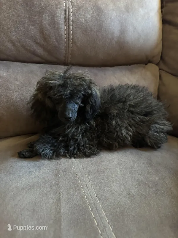 AKC  Blossom – Poodle - Toy  puppy for sale in Bloomington, IL