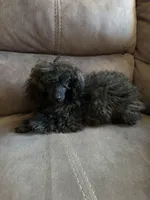 AKC  Blossom, a female Poodle - Toy  for sale in Bloomington, IL – Photo 1 of 4