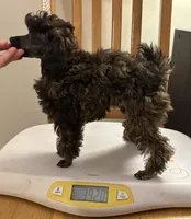 Buttercup, a female Poodle - Toy  for sale in Bloomington, IL – Photo 1 of 2