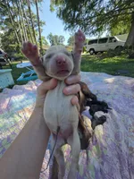 AKC Yellow Male #1, a male Labrador Retriever for sale in Travelers Rest, SC – 7 of 9