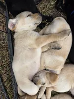 AKC Yellow Female #2, a female Labrador Retriever for sale in Travelers Rest, SC – 9 of 10