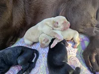 AKC Yellow Male #1, a male Labrador Retriever for sale in Travelers Rest, SC – 9 of 10