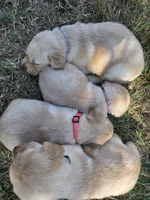 AKC Yellow Female #1, a female Labrador Retriever for sale in Travelers Rest, SC – 10 of 10