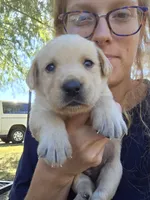 AKC Yellow Female #1, a female Labrador Retriever for sale in Travelers Rest, SC – 8 of 10