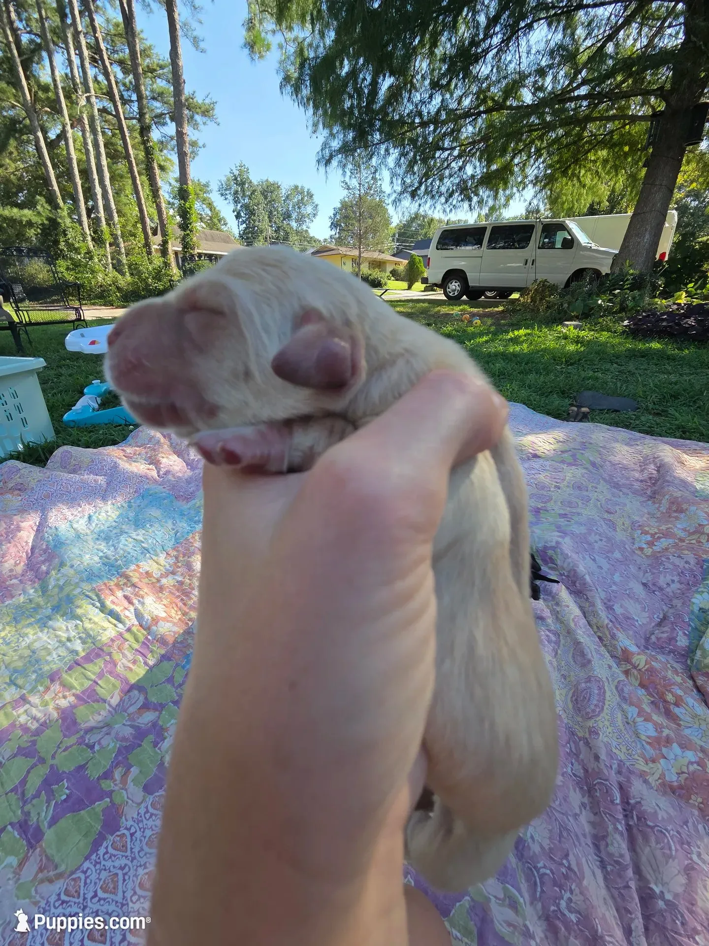 AKC Yellow Female #2, a female Labrador Retriever for sale in Travelers Rest, SC – 2 of 10