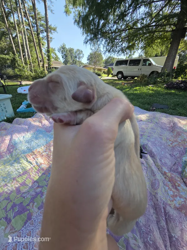 AKC Yellow Female #2 – Labrador Retriever puppy for sale in Travelers Rest, SC