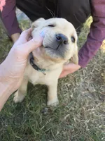 AKC Yellow Female #4, a female Labrador Retriever for sale in Travelers Rest, SC – 7 of 10