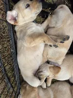 AKC Yellow Female #3, a female Labrador Retriever for sale in Travelers Rest, SC – 10 of 10