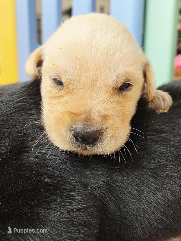 AKC Yellow Male #3 – Labrador Retriever puppy for sale in Travelers Rest, SC