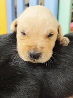 AKC Yellow Male #3, a male Labrador Retriever for sale in Travelers Rest, SC – Photo 2 of 8