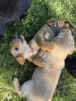 AKC Yellow Male #3, a male Labrador Retriever for sale in Travelers Rest, SC – Photo 4 of 4