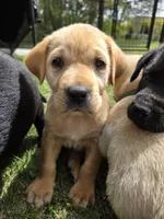 AKC Yellow Male #3, a male Labrador Retriever for sale in Travelers Rest, SC – Photo 3 of 4