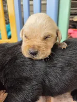 AKC Yellow Male #3, a male Labrador Retriever for sale in Travelers Rest, SC – Photo 7 of 8