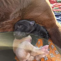 AKC Yellow Male #3, a male Labrador Retriever for sale in Travelers Rest, SC – Photo 5 of 8