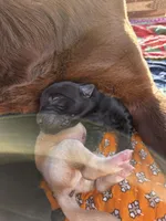 AKC Yellow Male #3, a male Labrador Retriever for sale in Travelers Rest, SC – Photo 2 of 5