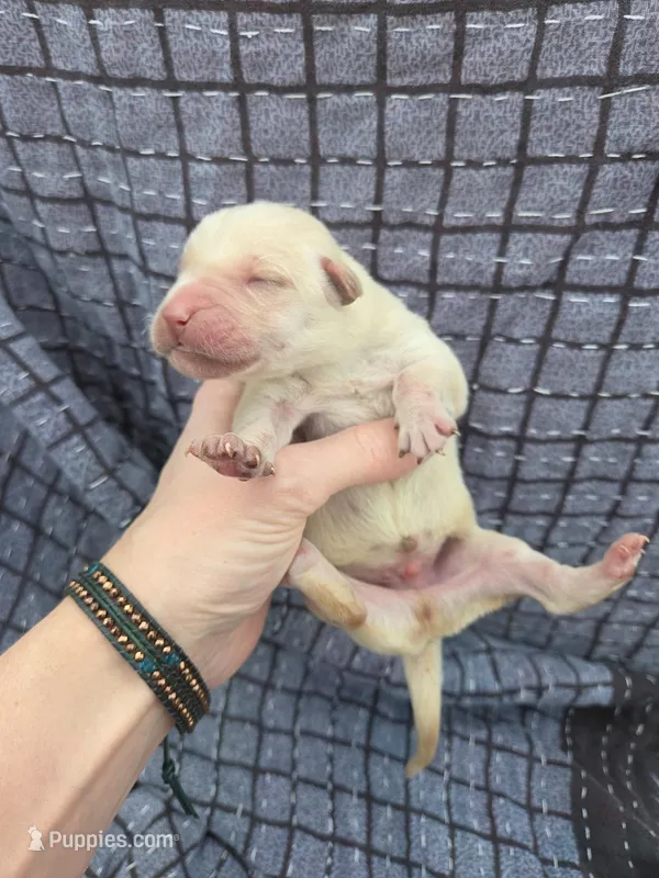 AKC Yellow Male #3, a male Labrador Retriever for sale in Travelers Rest, SC – Photo 1 of 5