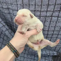 AKC Yellow Male #3, a male Labrador Retriever for sale in Travelers Rest, SC – Photo 4 of 8