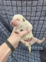 AKC Yellow Male #3, a male Labrador Retriever for sale in Travelers Rest, SC – Photo 1 of 5