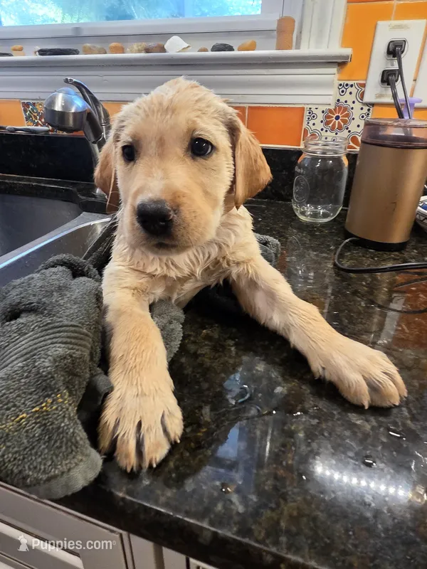 AKC Yellow Male #3 – Labrador Retriever puppy for sale in Travelers Rest, SC