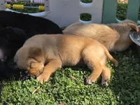 AKC Yellow Male #3, a male Labrador Retriever for sale in Travelers Rest, SC – Photo 8 of 8