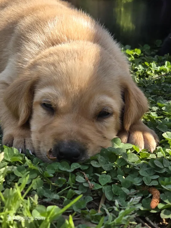 AKC Yellow Male #3 – Labrador Retriever puppy for sale in Travelers Rest, SC