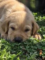 AKC Yellow Male #3, a male Labrador Retriever for sale in Travelers Rest, SC – Photo 1 of 8