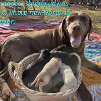 AKC Yellow Male #3, a male Labrador Retriever for sale in Travelers Rest, SC – Photo 6 of 8