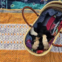 AKC Yellow Male #3, a male Labrador Retriever for sale in Travelers Rest, SC – Photo 3 of 8