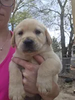 AKC Yellow Male #3, a male Labrador Retriever for sale in Travelers Rest, SC – Photo 2 of 4