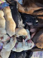 AKC Yellow Female #1, a female Labrador Retriever for sale in Travelers Rest, SC – 8 of 10