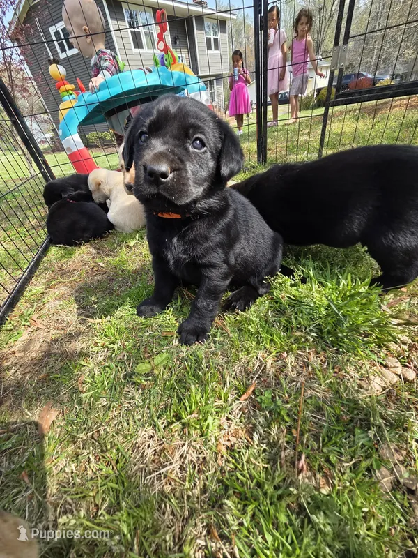 AKC Black Male #3 – Labrador Retriever puppy for sale in Travelers Rest, SC