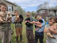 AKC Black Male #3, a male Labrador Retriever for sale in Travelers Rest, SC – Photo 6 of 10
