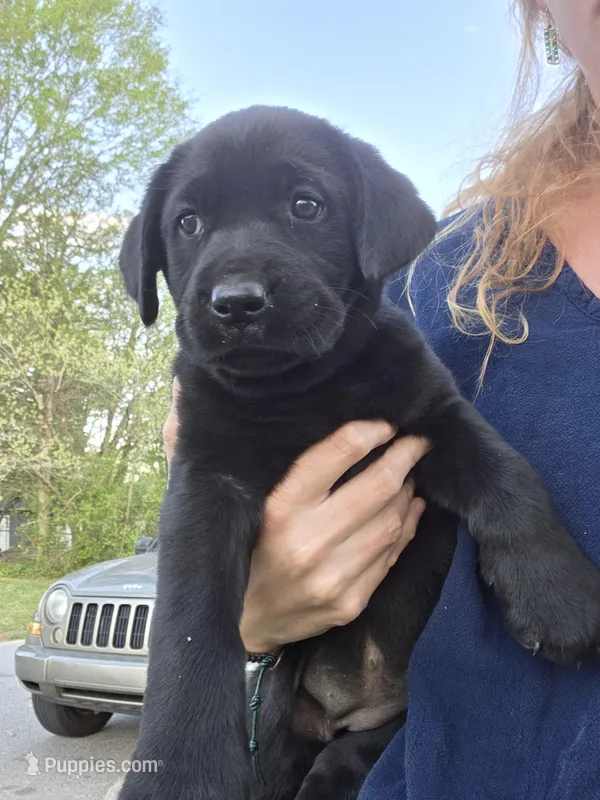 AKC Black Male #3 – Labrador Retriever puppy for sale in Travelers Rest, SC