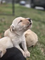 AKC Black Male #3, a male Labrador Retriever for sale in Travelers Rest, SC – Photo 5 of 10