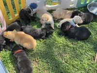 AKC Black Male #3, a male Labrador Retriever for sale in Travelers Rest, SC – Photo 10 of 10