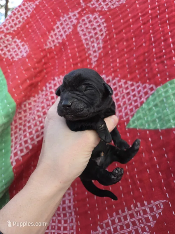AKC Black Male #3, a male Labrador Retriever for sale in Travelers Rest, SC – Photo 1 of 5