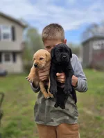 AKC Black Male #3, a male Labrador Retriever for sale in Travelers Rest, SC – Photo 2 of 10