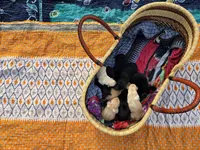 AKC Black Male #3, a male Labrador Retriever for sale in Travelers Rest, SC – Photo 5 of 5