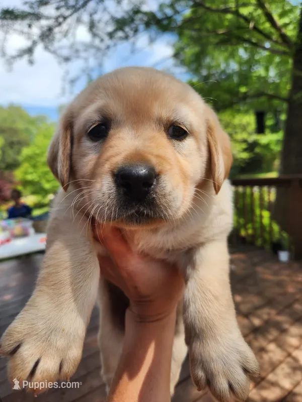 AKC Labrador Retriever