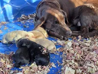 AKC Yellow Female #1, a female Labrador Retriever for sale in Travelers Rest, SC – 2 of 10