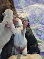 AKC Yellow Female #1, a female Labrador Retriever for sale in Travelers Rest, SC – 4 of 10