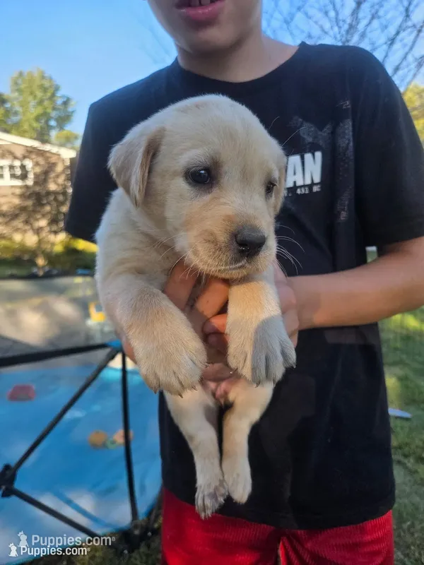 AKC Yellow Female #2 – Labrador Retriever puppy for sale in Travelers Rest, SC