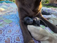 AKC Black Female #1, a female Labrador Retriever for sale in Travelers Rest, SC – 5 of 9