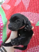 AKC Black Female #2, a female Labrador Retriever for sale in Travelers Rest, SC – Photo 1 of 4