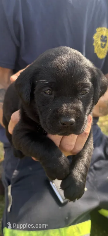AKC Black Female #2 – Labrador Retriever puppy for sale in Travelers Rest, SC