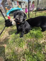 AKC Black Female #2, a female Labrador Retriever for sale in Travelers Rest, SC – Photo 2 of 9
