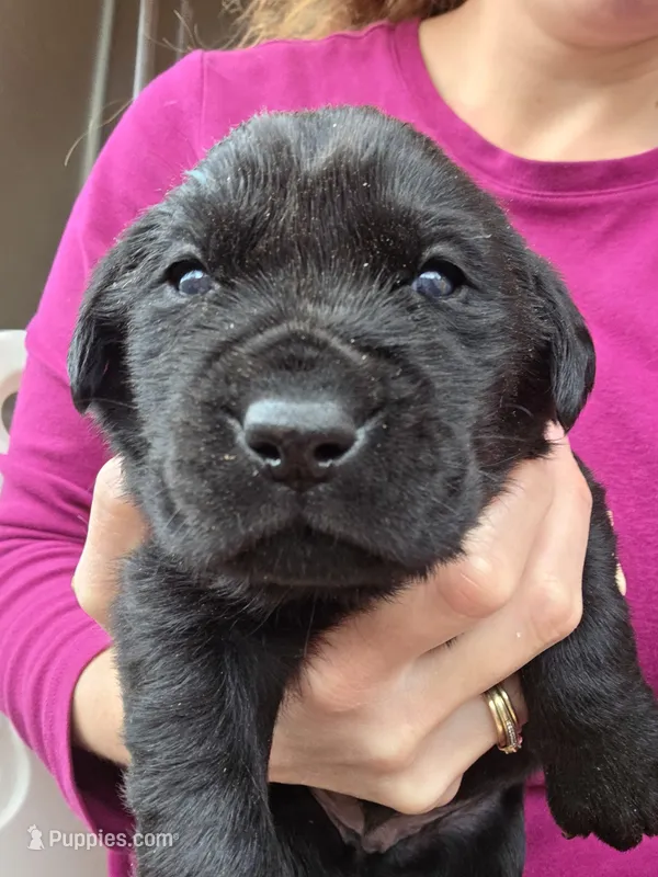 AKC Black Female #2 – Labrador Retriever puppy for sale in Travelers Rest, SC